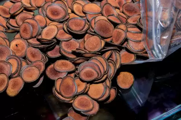 提高鹿茸产量的方法？提高鹿茸产量要掌握哪些涵盖饲养、管理等方面的要点？插图1
