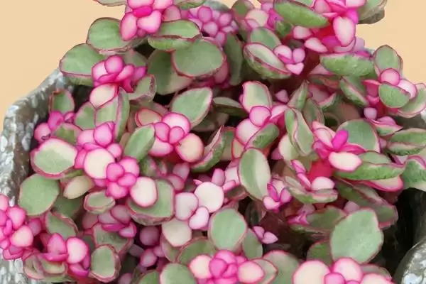 金枝玉叶的花语 ,金枝玉叶这种植物有何花语呢插图8
