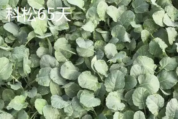 5元左右的价格成因插图4 5元左右的价格成因插图4