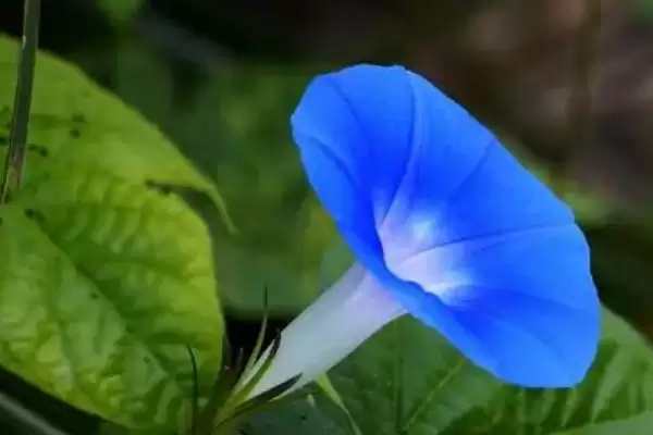 蓝色牵牛花的花语 ,蓝色牵牛花有哪些美好花语呢？插图1