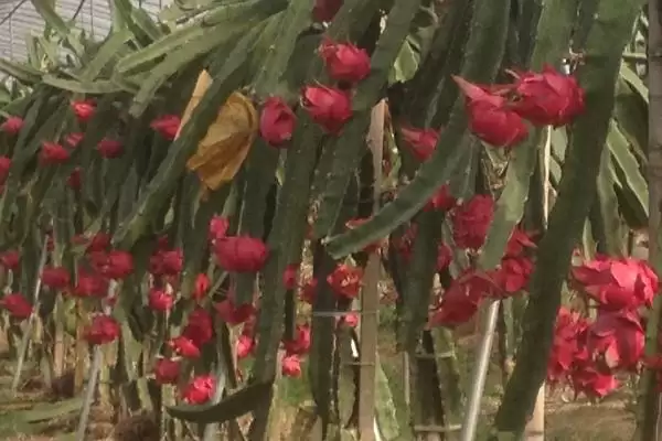 种植火龙果的条件和要点？种植火龙果需满足哪些特殊条件？插图3
