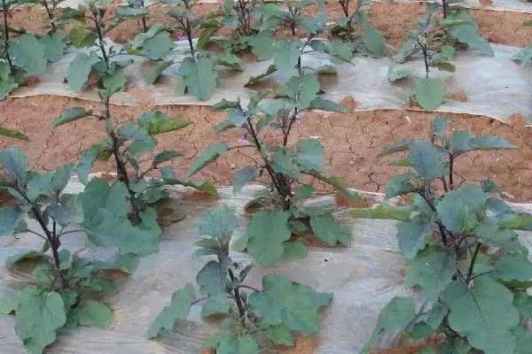 越夏茄子追肥的方法和重点？越夏茄子追肥要做好哪些细节？插图1