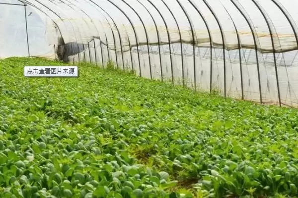 蔬菜大棚上起雾滴怎么办?解决蔬菜大棚起雾滴问题要采取哪些有效措施?插图4 蔬菜大棚上起雾滴怎么办?解决蔬菜大棚起雾滴问题要采取哪些有效措施?插图4