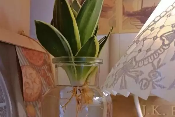 水培虎皮兰如何快速生根？水培虎皮兰促快速生根要掌握哪些有效技巧？插图3