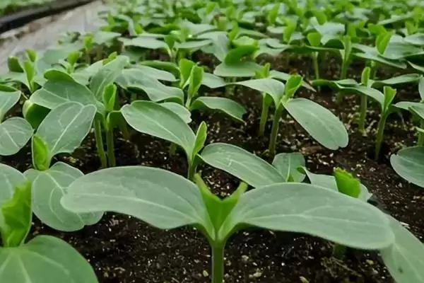 种茄子实现高产的方法和重点？种茄子实现高产要做好哪些细节？插图2
