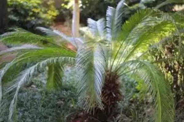 认识云南植物种类的方法和重点？认识云南植物种类要做好哪些细节？插图7