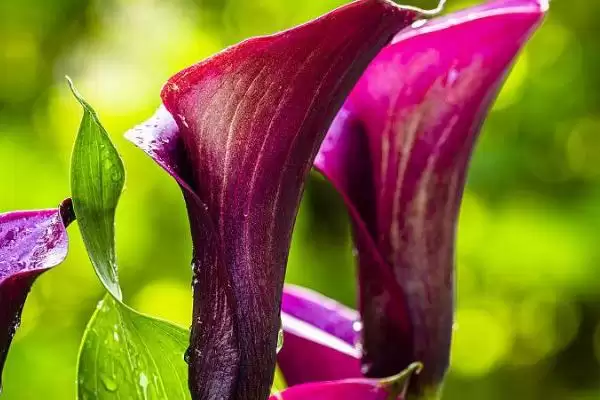 紫色马蹄莲花语的含义和要点？理解紫色马蹄莲花语需关注什么？插图1