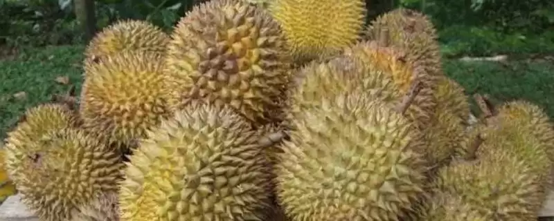 榴莲的英文名称 ,榴莲的英文名称是怎么来的呢?插图 榴莲的英文名称 ,榴莲的英文名称是怎么来的呢?插图