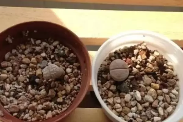 如何移栽生石花？移栽生石花要遵循哪些正确的移栽操作流程？插图1