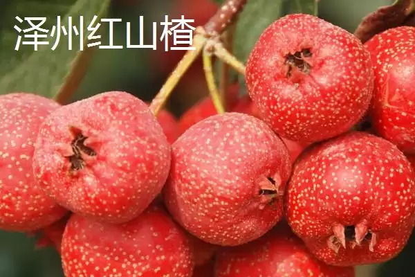 山西泽州的特产?了解山西泽州特产要掌握哪些具有代表性的产品?插图1 山西泽州的特产?了解山西泽州特产要掌握哪些具有代表性的产品?插图1