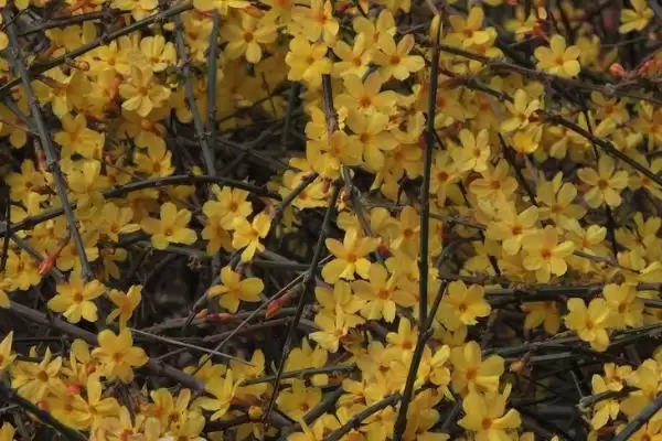 防治迎春花病害的方法和重点?防治迎春花病害要做好哪些细节?插图1 防治迎春花病害的方法和重点?防治迎春花病害要做好哪些细节?插图1