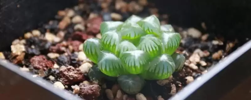 养殖玉露的方法和重点？养殖玉露要做好哪些细节？-会东网