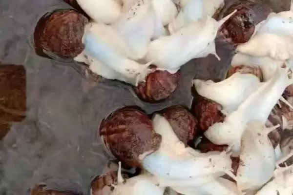 蜗牛的病虫害防治？防治蜗牛病虫害要采取哪些有效的物理、化学和生物防治措施？插图3