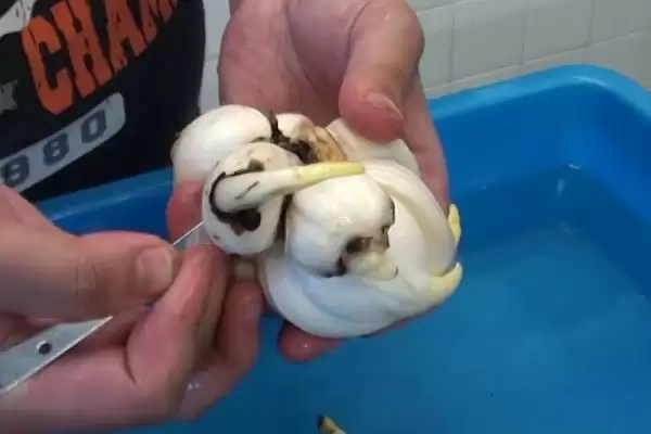 水仙花球开过花后如何处理?处理水仙花球花后要采取哪些有效的养护措施?插图2 水仙花球开过花后如何处理?处理水仙花球花后要采取哪些有效的养护措施?插图2