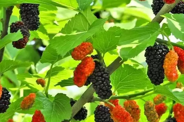 了解植物分辨公母方式的方法和重点?了解植物分辨公母方式要做好哪些细节?插图3 了解植物分辨公母方式的方法和重点?了解植物分辨公母方式要做好哪些细节?插图3