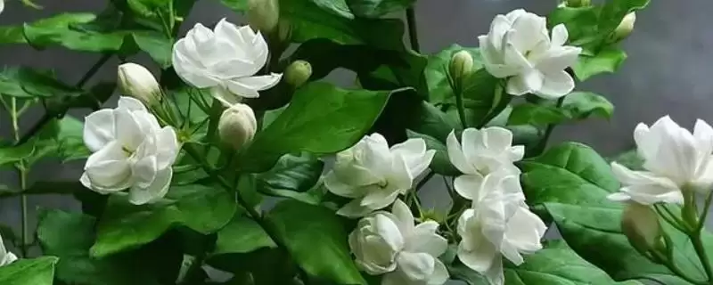 茉莉花怎么养才能开花更多呢 ,茉莉花生长需充足光照才能开花多-会东网