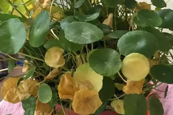 铜钱草冬天叶子黄了是什么原因？探究铜钱草冬季叶子发黄原因要考虑哪些因素？插图1