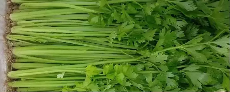 芹菜品种大揭秘：不同品种亩产量差异及特点-会东网