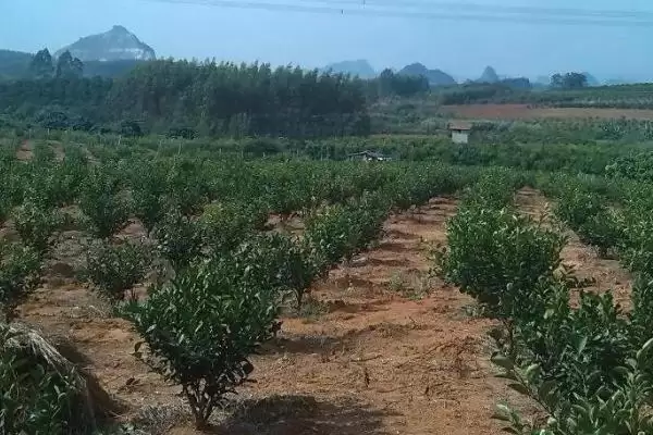 对沙糖桔施肥的方法和重点？对沙糖桔施肥要做好哪些细节？插图1