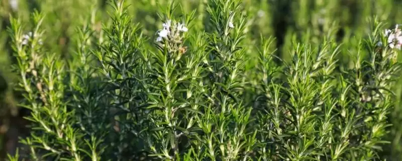 迷迭香的价格会有怎样的变化呢 ,迷迭香价格依地区、时间、季节浮动-会东网