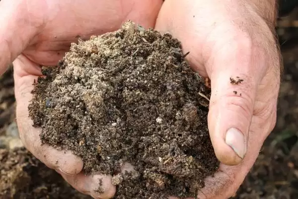 栽种多肉植物的方法和重点？栽种多肉植物要做好哪些细节？插图1