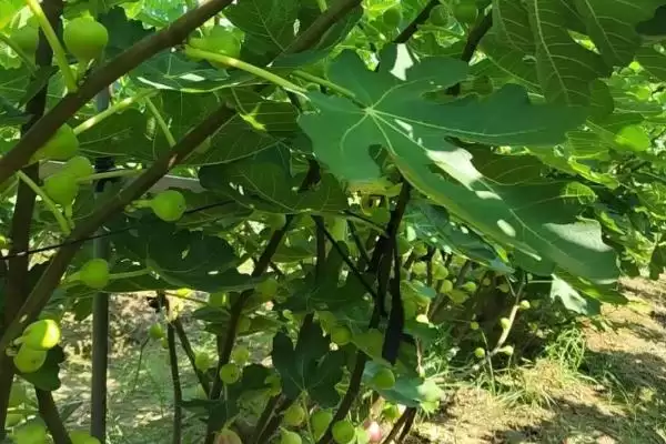 无花果繁殖的方法和要点？繁殖无花果需掌握哪些关键技术环节？插图2