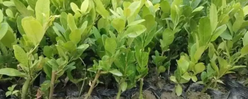 柠檬树小苗养护宝典：生长季节追肥的关键要点-会东网