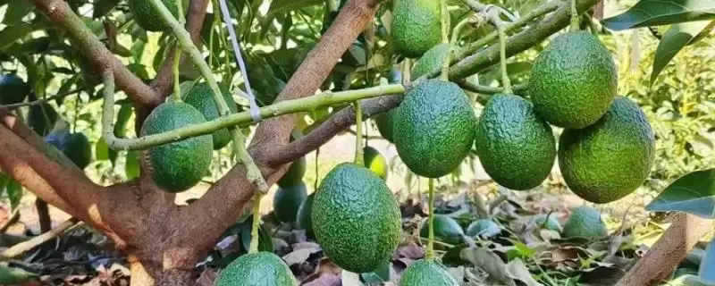牛油果泡水发芽的时间密码：大约15天的等待与惊喜-会东网