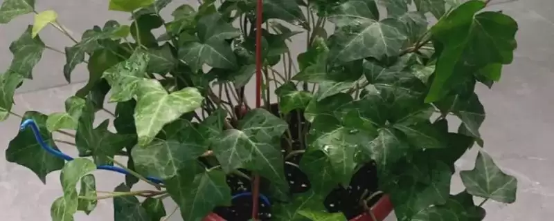 掌握栽培常春藤要点的方法和重点？掌握栽培常春藤要点要做好哪些细节？-会东网