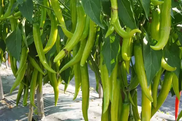 防治辣椒根腐病的方法和重点?防治辣椒根腐病要做好哪些细节?插图2 防治辣椒根腐病的方法和重点?防治辣椒根腐病要做好哪些细节?插图2
