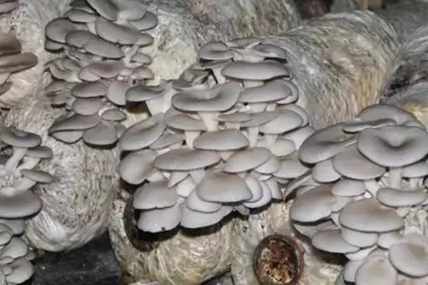 平菇种植方法全解：早晚喷水的重要步骤插图3