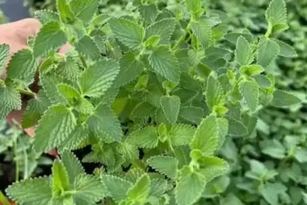 什么是猫薄荷？认识猫薄荷要了解哪些关键的植物特性和对猫的影响？插图2