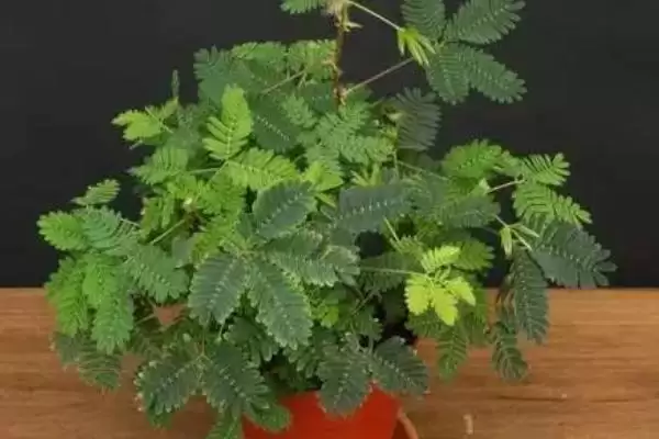 如何种植含羞草种子?种植含羞草种子要遵循哪些详细的种植步骤?插图3 如何种植含羞草种子?种植含羞草种子要遵循哪些详细的种植步骤?插图3