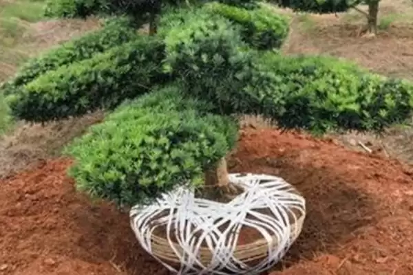 罗汉松移栽要注意什么 ,罗汉松小苗何时移栽好插图2 罗汉松移栽要注意什么 ,罗汉松小苗何时移栽好插图2