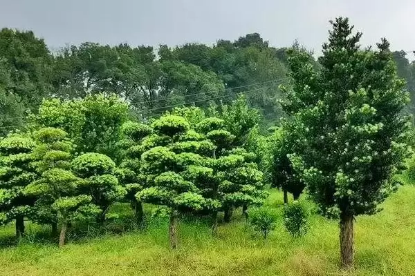 罗汉松移栽要注意什么 ,罗汉松小苗何时移栽好插图1 罗汉松移栽要注意什么 ,罗汉松小苗何时移栽好插图1