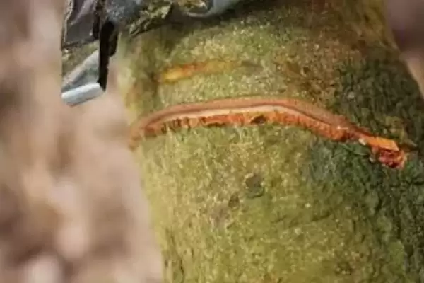 荔枝的高压繁殖技术 ,荔枝高压繁殖是怎样的育苗方式?插图3 荔枝的高压繁殖技术 ,荔枝高压繁殖是怎样的育苗方式?插图3