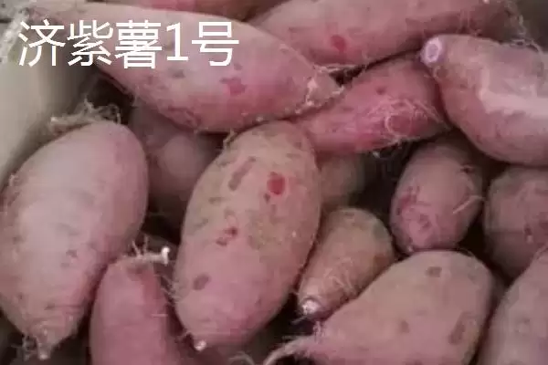 紫薯品种的种类和要点？了解紫薯品种需关注哪些关键信息？插图1