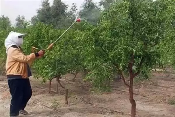 青枣成熟上市时间揭秘：不同品种上市时间差异原因插图8