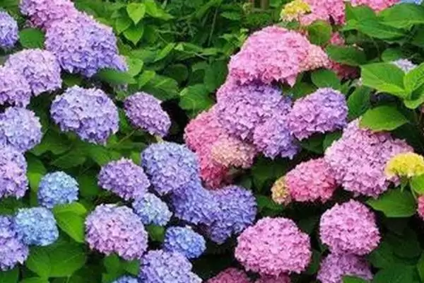 确定绣球花换盆月份的方法和重点？确定绣球花换盆月份要做好哪些细节？插图3