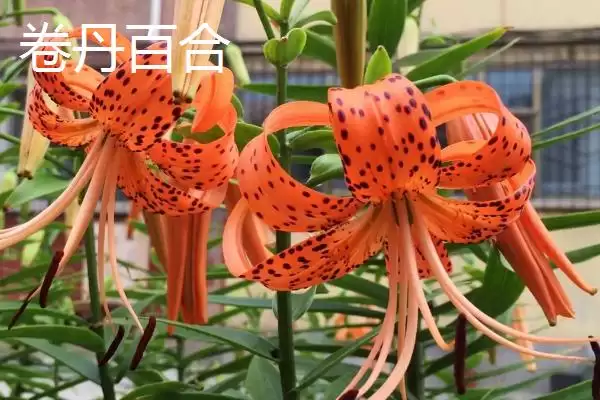 可食用的百合品种 ,有哪些可食用的百合品种呢？插图2