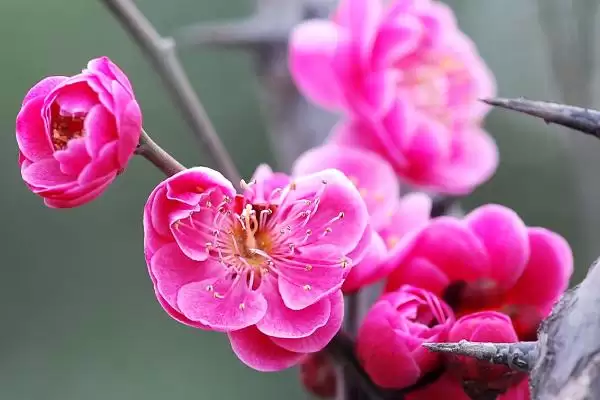 什么是梅花？认识梅花要了解哪些关键的花卉形态和文化寓意？插图2