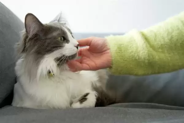 让猫咪变得粘人的方法？培养猫咪粘人习性要掌握哪些有效的互动和饲养方法？插图10
