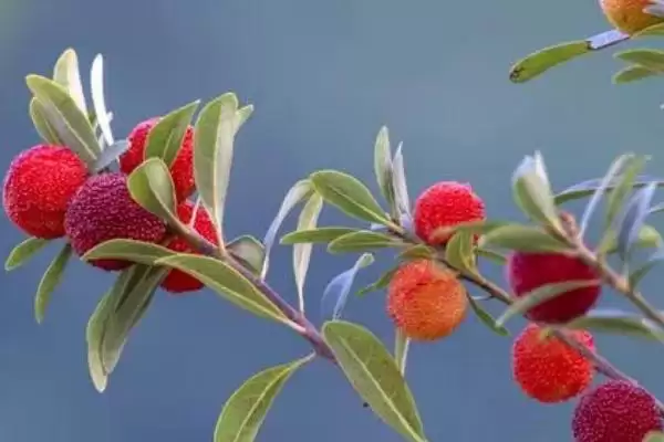 了解杨梅成熟月份的方法和重点?了解杨梅成熟月份要做好哪些细节?插图1 了解杨梅成熟月份的方法和重点?了解杨梅成熟月份要做好哪些细节?插图1