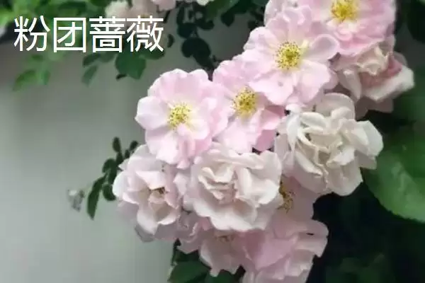 蔷薇优良品种大推荐：5种观赏价值高的品种介绍插图3