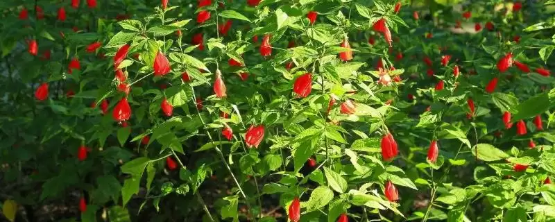 探寻悬铃花叶片萎蔫原因的方法和重点?探寻悬铃花叶片萎蔫原因要做好哪些细节?插图 探寻悬铃花叶片萎蔫原因的方法和重点?探寻悬铃花叶片萎蔫原因要做好哪些细节?插图