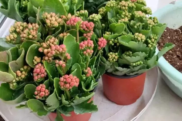 秋天长寿花换盆时机:春秋为换盆适期的原因及操作插图2 秋天长寿花换盆时机:春秋为换盆适期的原因及操作插图2