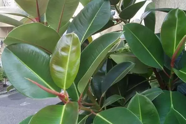 橡皮树养护难度的要点和判断？判断橡皮树养护难度需注意什么？插图1