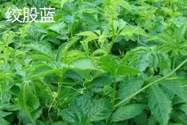 绞股蓝和乌蔹莓的区别 ,绞股蓝与乌蔹莓有何不同插图1