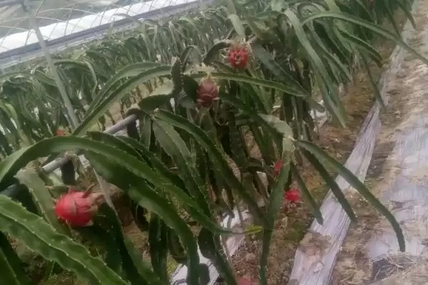 种植火龙果的条件和要点？种植火龙果需满足哪些特殊条件？插图2
