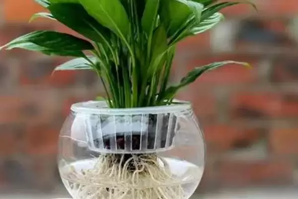 水培植物越冬技巧?帮助水培植物越冬要掌握哪些有效的保暖和养护技巧?插图2 水培植物越冬技巧?帮助水培植物越冬要掌握哪些有效的保暖和养护技巧?插图2